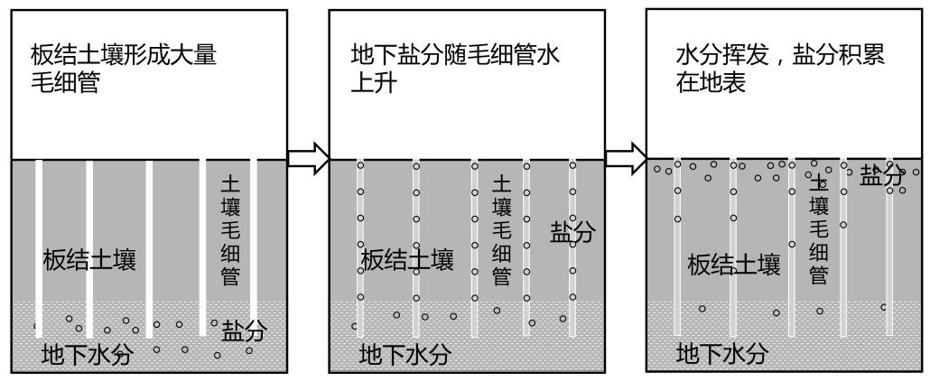 241030草莓铺地膜2.png